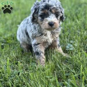 Moana, Mini Bernedoodle Puppy